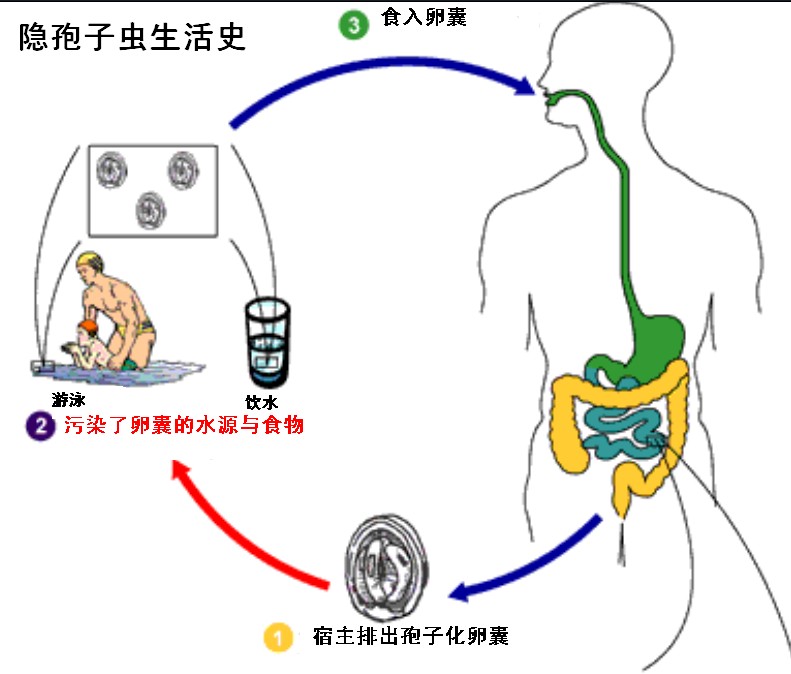 孢子虫特效药最新研究与应用进展