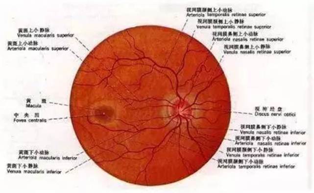 眼底黄斑病最新最有效的治疗方法概述