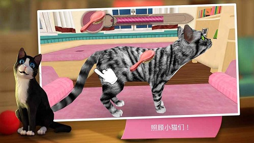 猫咪最新破解版，揭秘神秘世界的秘密武器