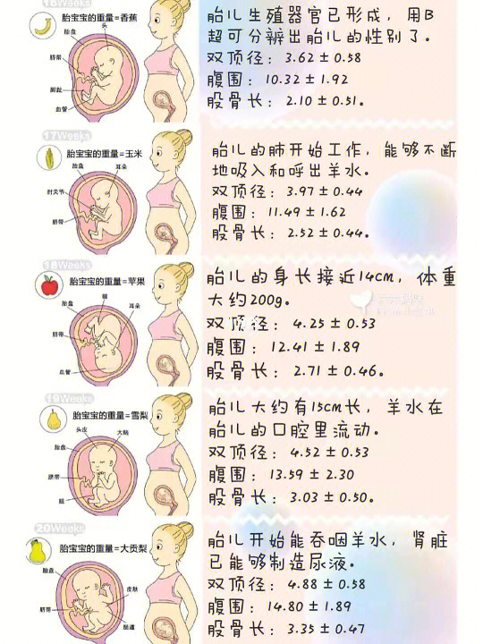 会算数的胎儿最新动态，揭示早期智力发展新里程碑