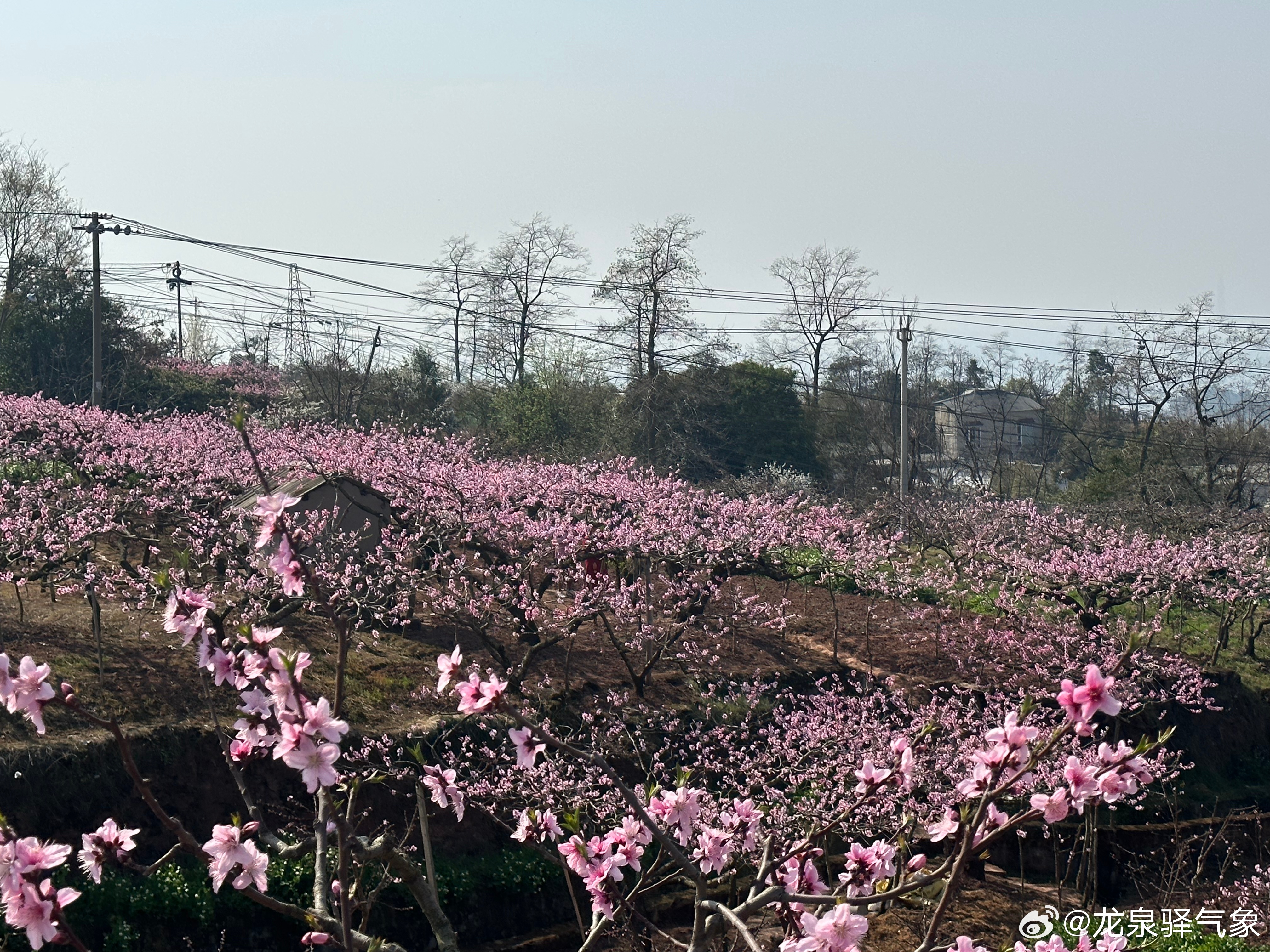 桃花最新天气预报信息