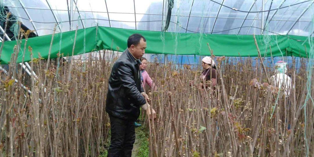 春芽村新动态，新一年的希望与活力涌动