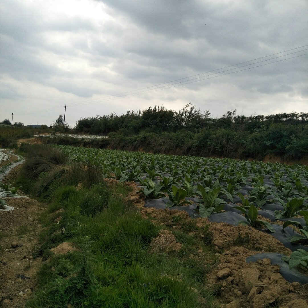 莲华镇天气预报更新通知